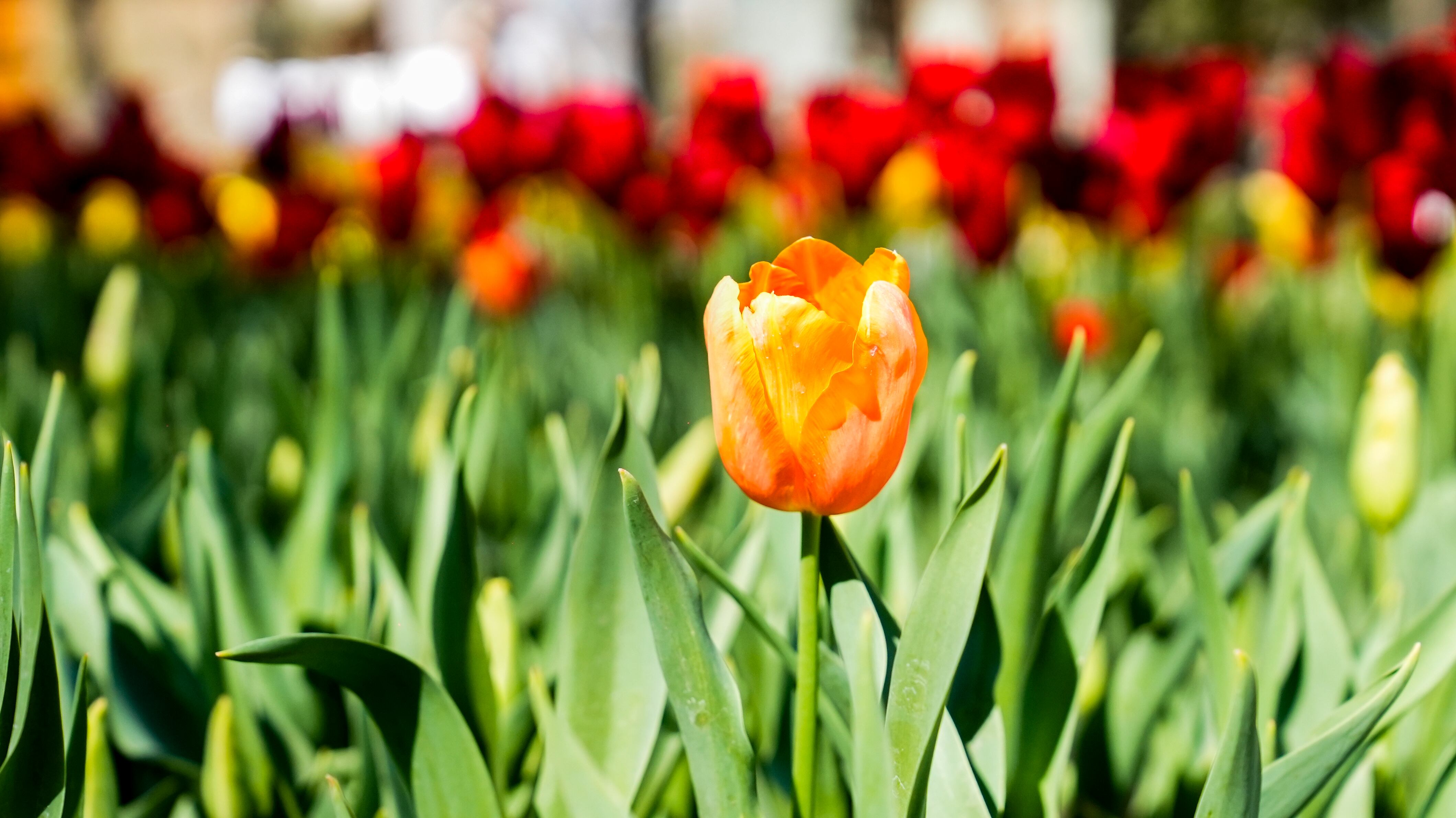 El jardín es igual al famoso campo de flores que está en Trevelin, al sur argentino. Foto: Lucio Casalla / El Doce.
