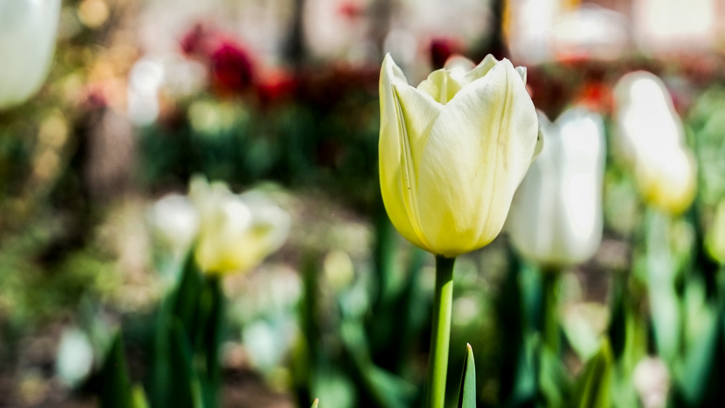 El jardín es igual al famoso campo de flores que está en Trevelin, al sur argentino. Foto: Lucio Casalla / El Doce.