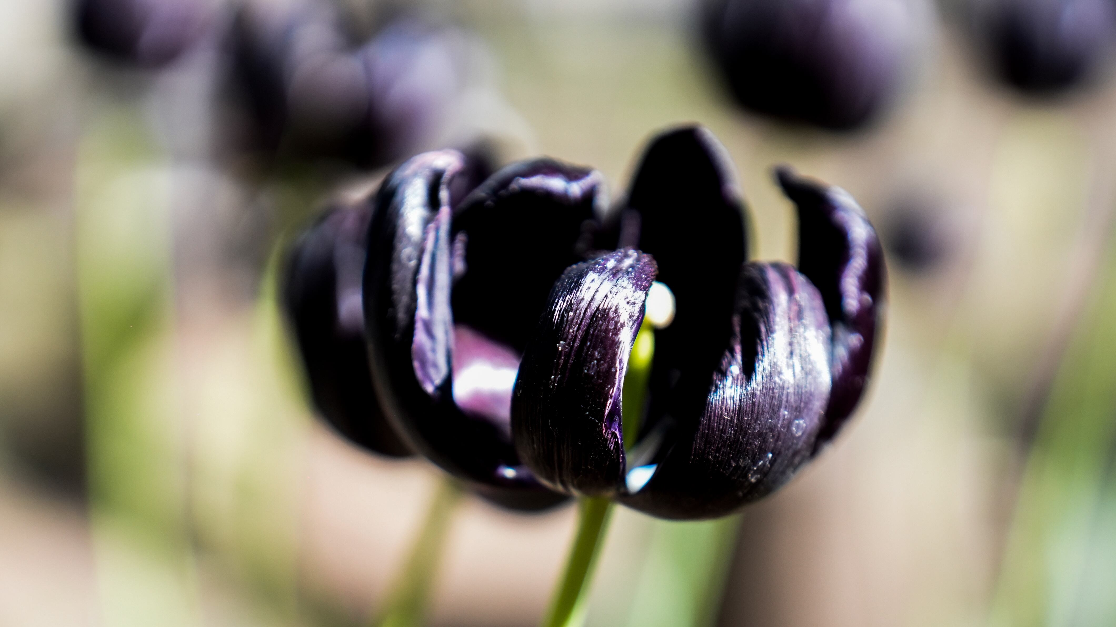 El jardín es igual al famoso campo de flores que está en Trevelin, al sur argentino. Foto: Lucio Casalla / El Doce.