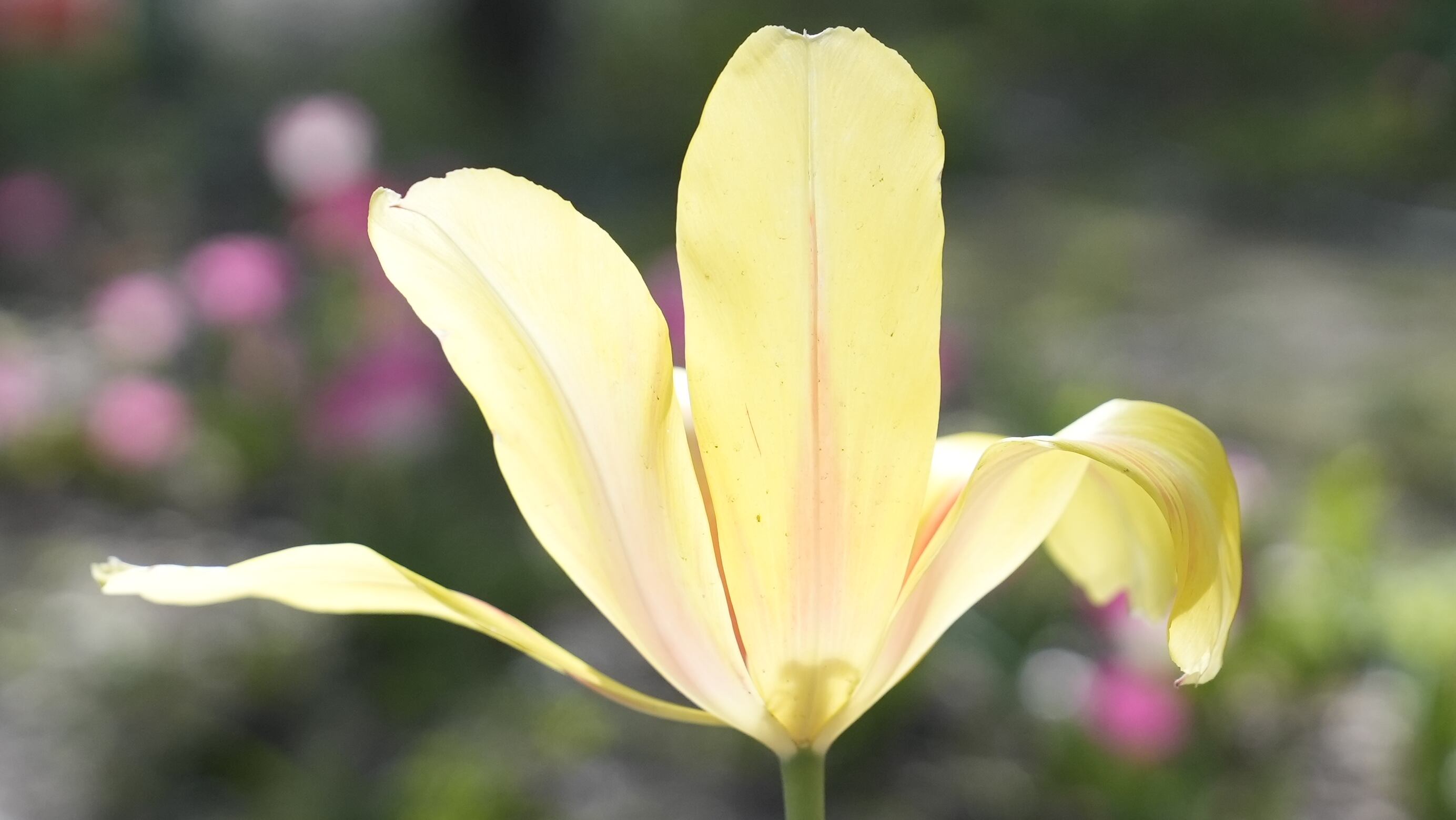 El jardín es igual al famoso campo de flores que está en Trevelin, al sur argentino. Foto: Lucio Casalla / El Doce.