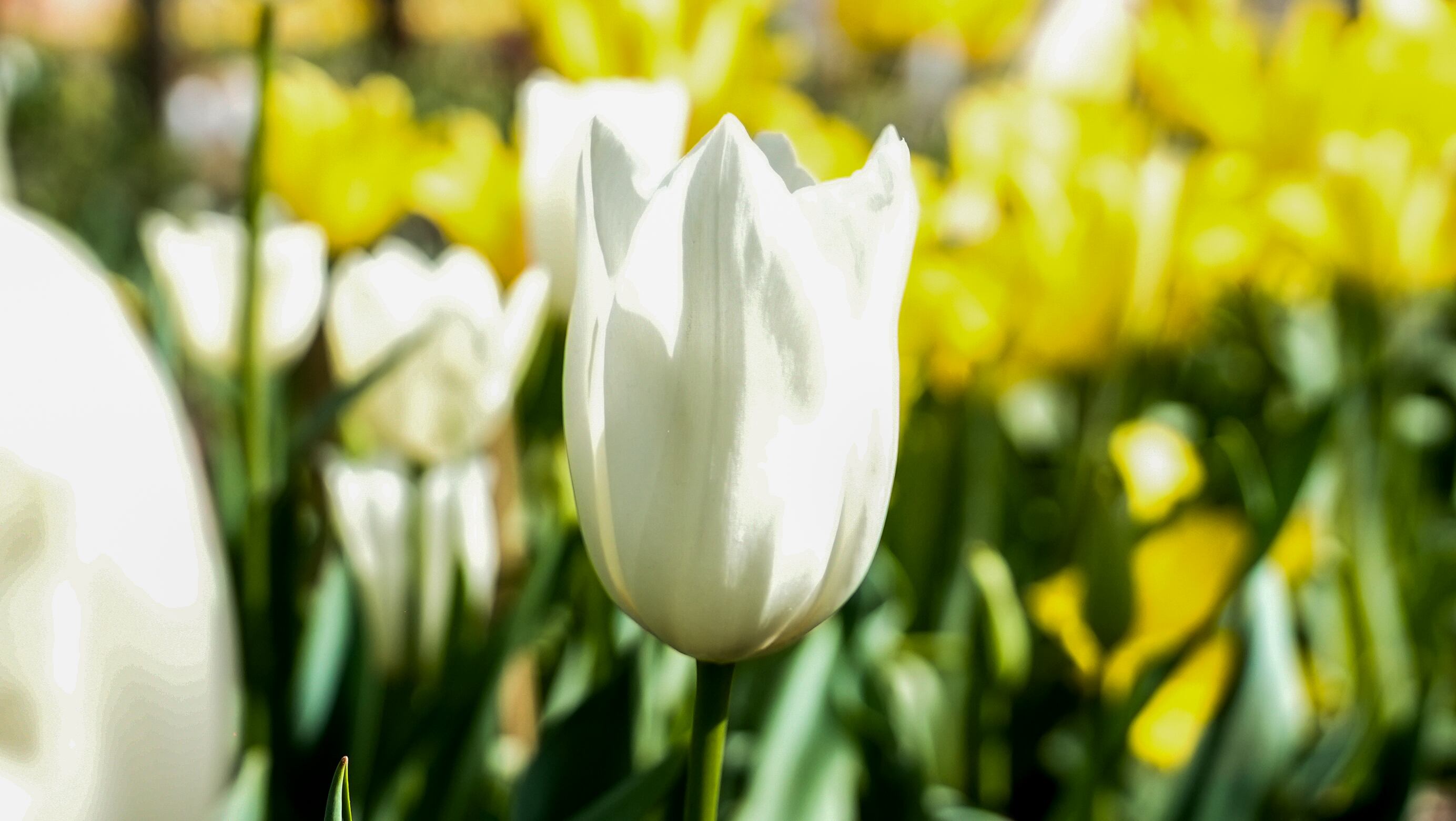 El jardín es igual al famoso campo de flores que está en Trevelin, al sur argentino. Foto: Lucio Casalla / El Doce.