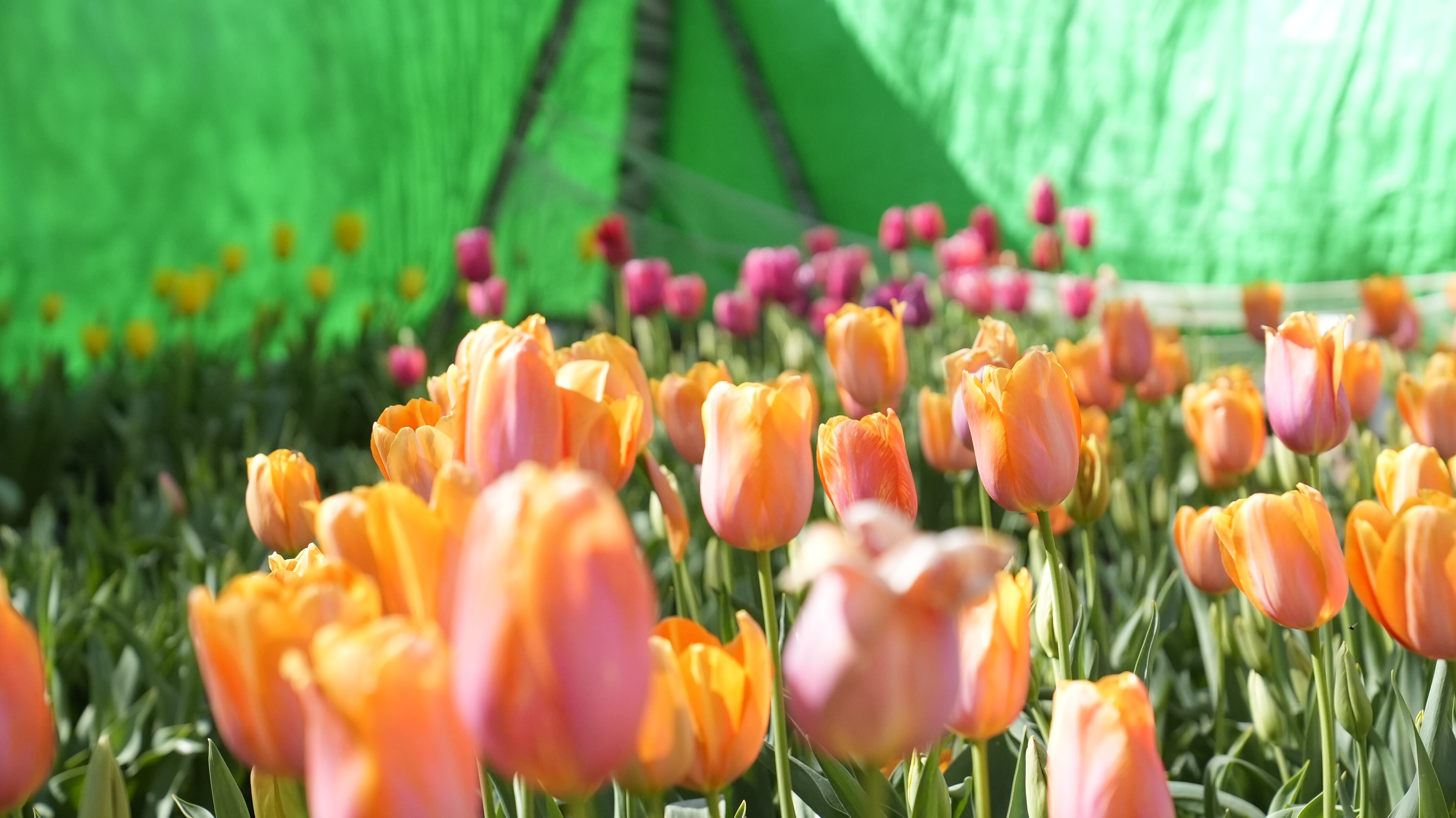El jardín es igual al famoso campo de flores que está en Trevelin, al sur argentino. Foto: Lucio Casalla / El Doce.