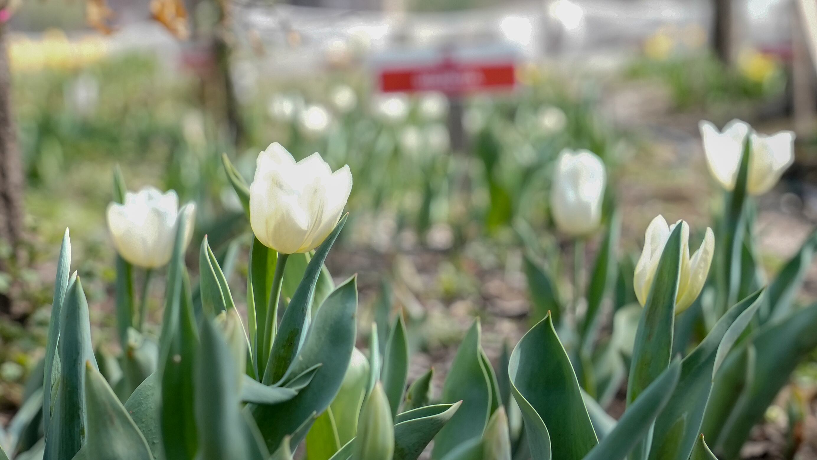 El jardín es igual al famoso campo de flores que está en Trevelin, al sur argentino. Foto: Lucio Casalla / El Doce.