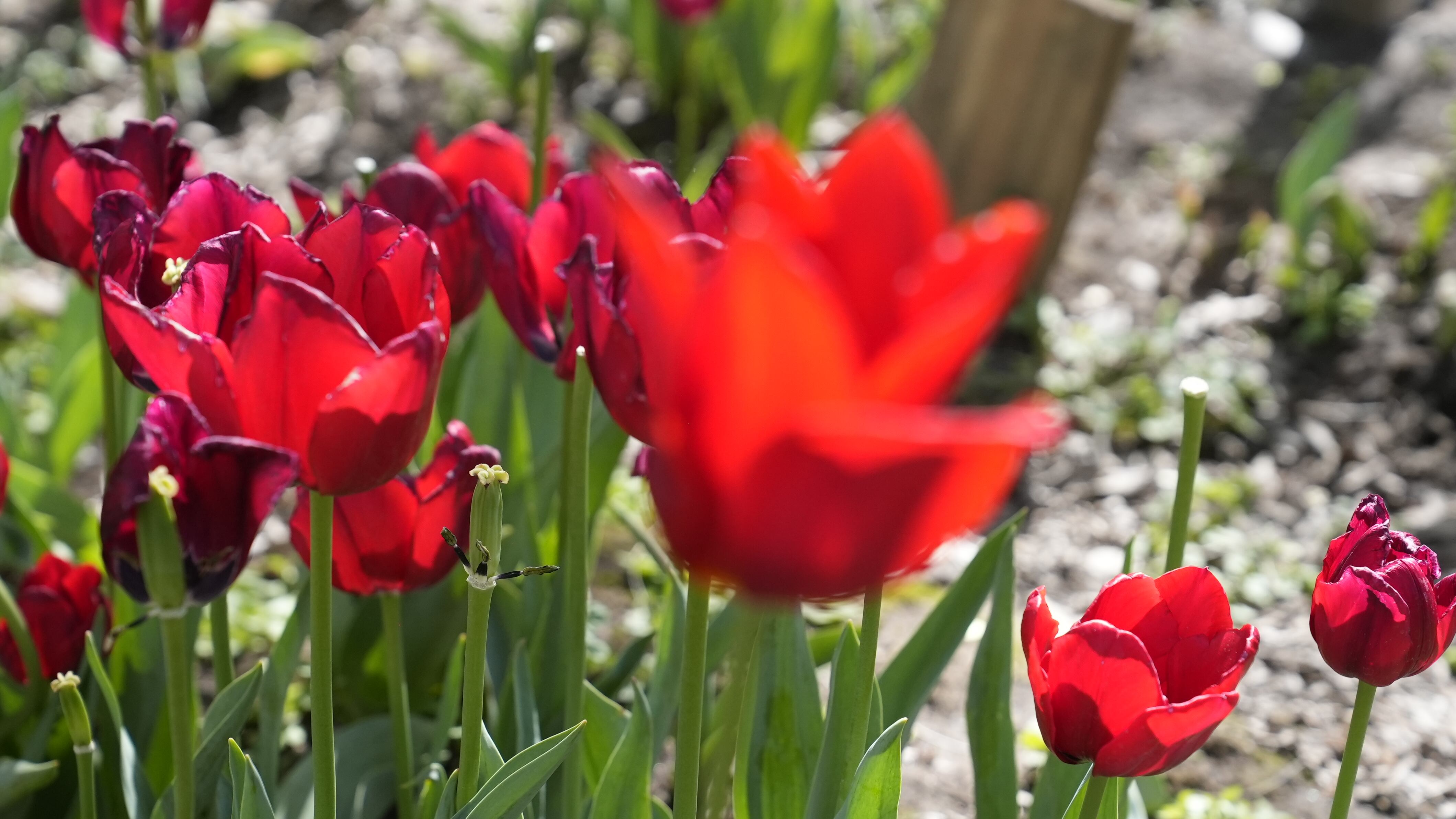 El jardín es igual al famoso campo de flores que está en Trevelin, al sur argentino. Foto: Lucio Casalla / El Doce.