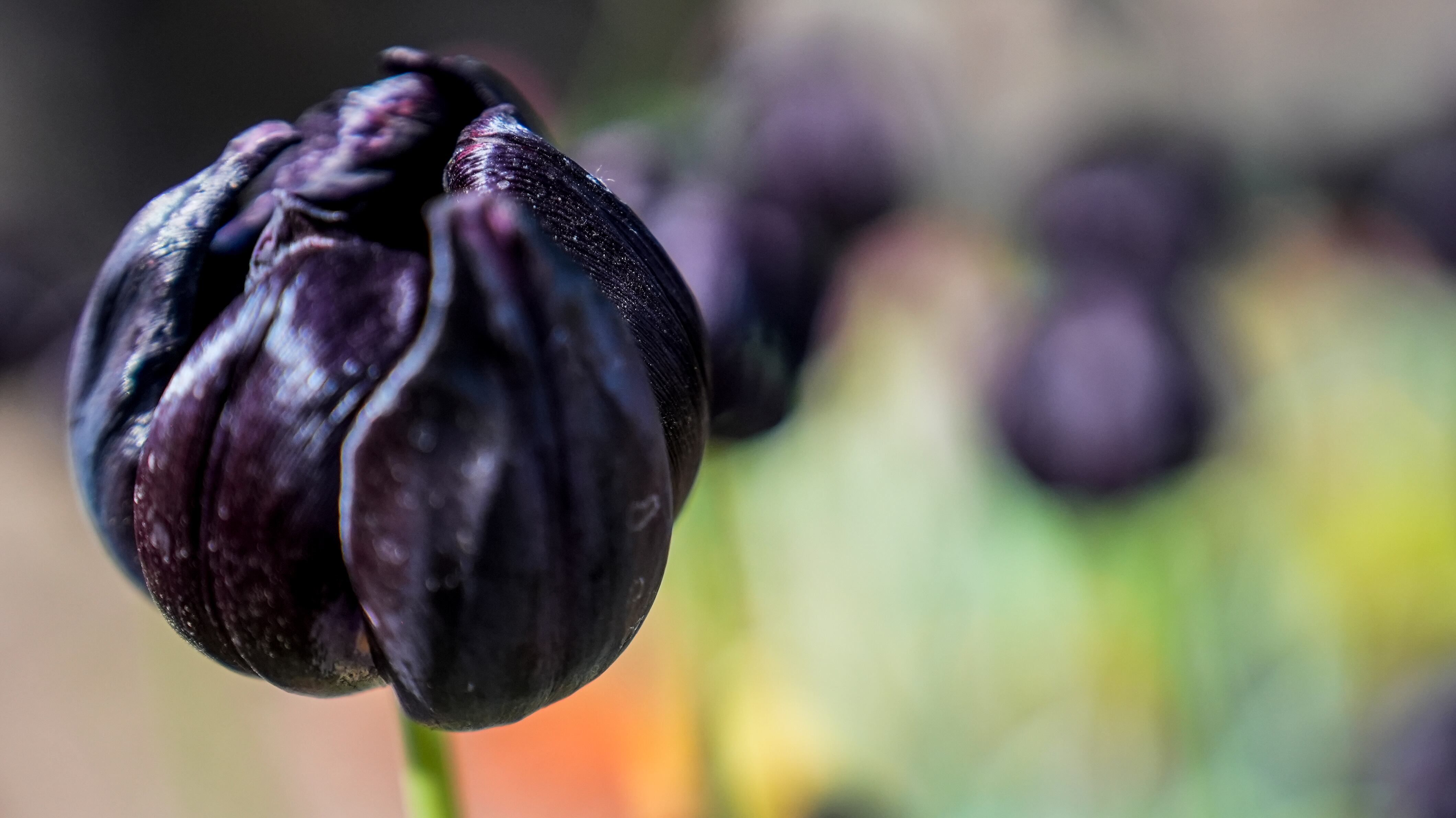 El jardín es igual al famoso campo de flores que está en Trevelin, al sur argentino. Foto: Lucio Casalla / El Doce.
