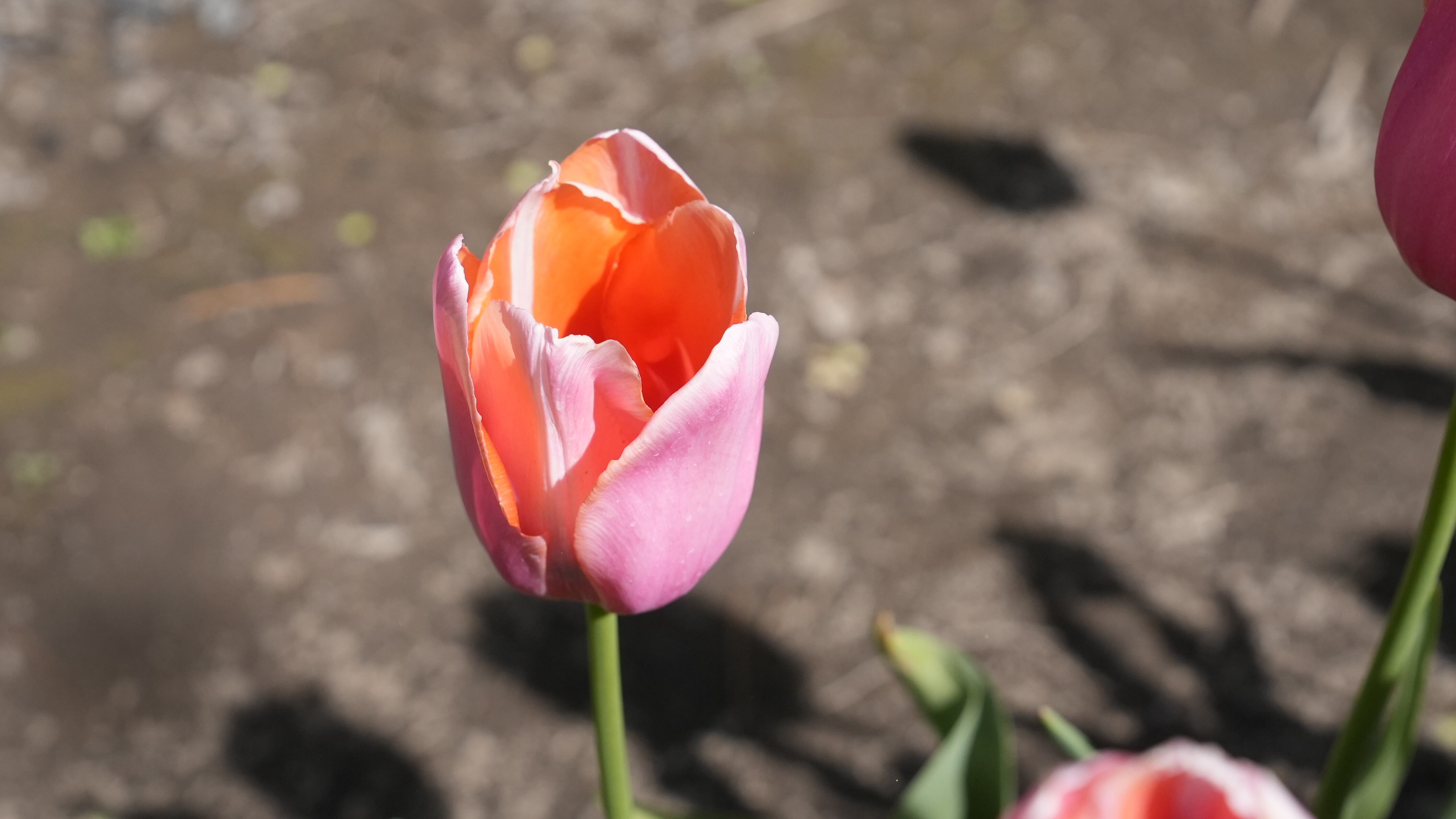 El jardín es igual al famoso campo de flores que está en Trevelin, al sur argentino. Foto: Lucio Casalla / El Doce.