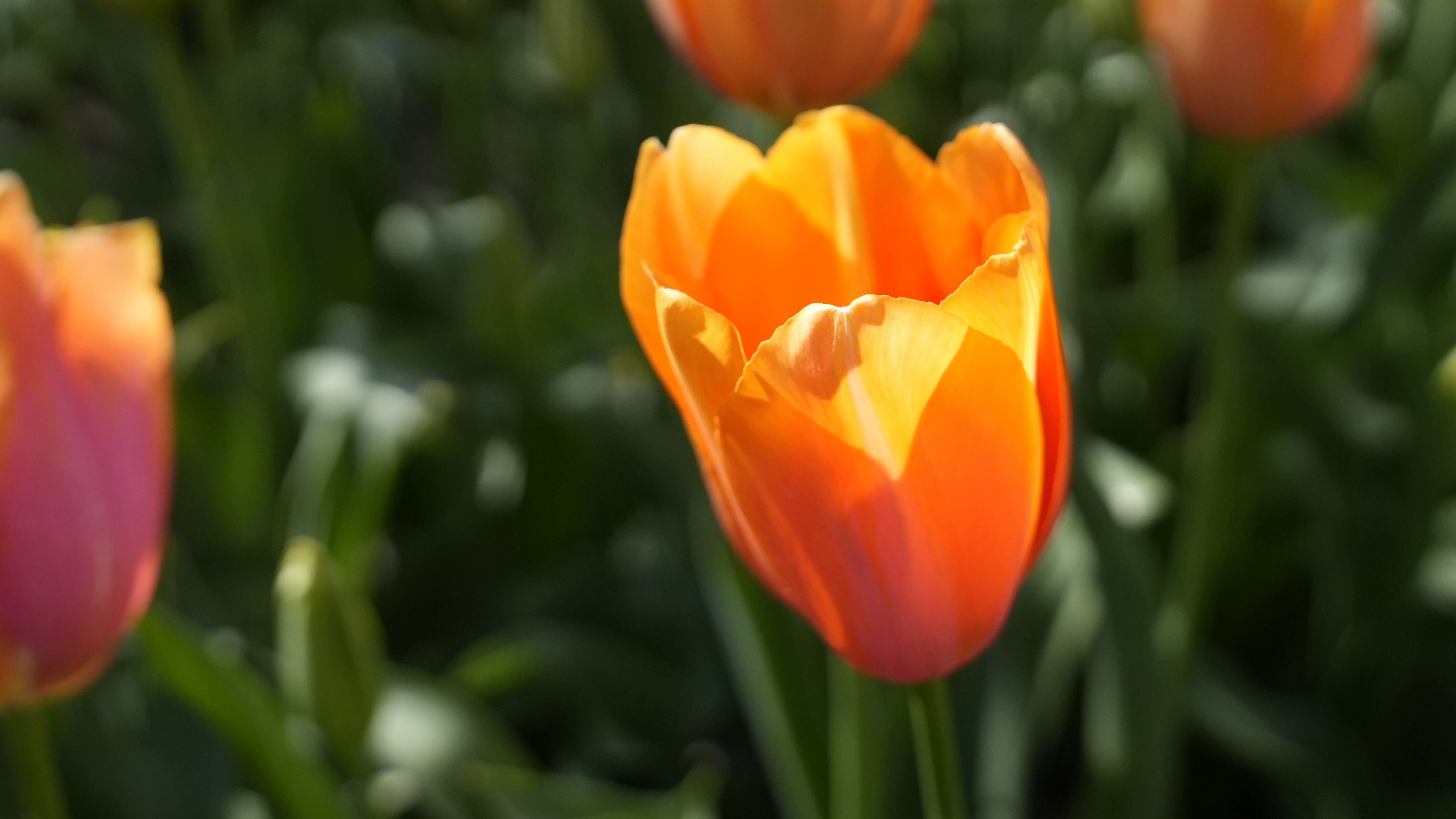 El jardín es igual al famoso campo de flores que está en Trevelin, al sur argentino. Foto: Lucio Casalla / El Doce.