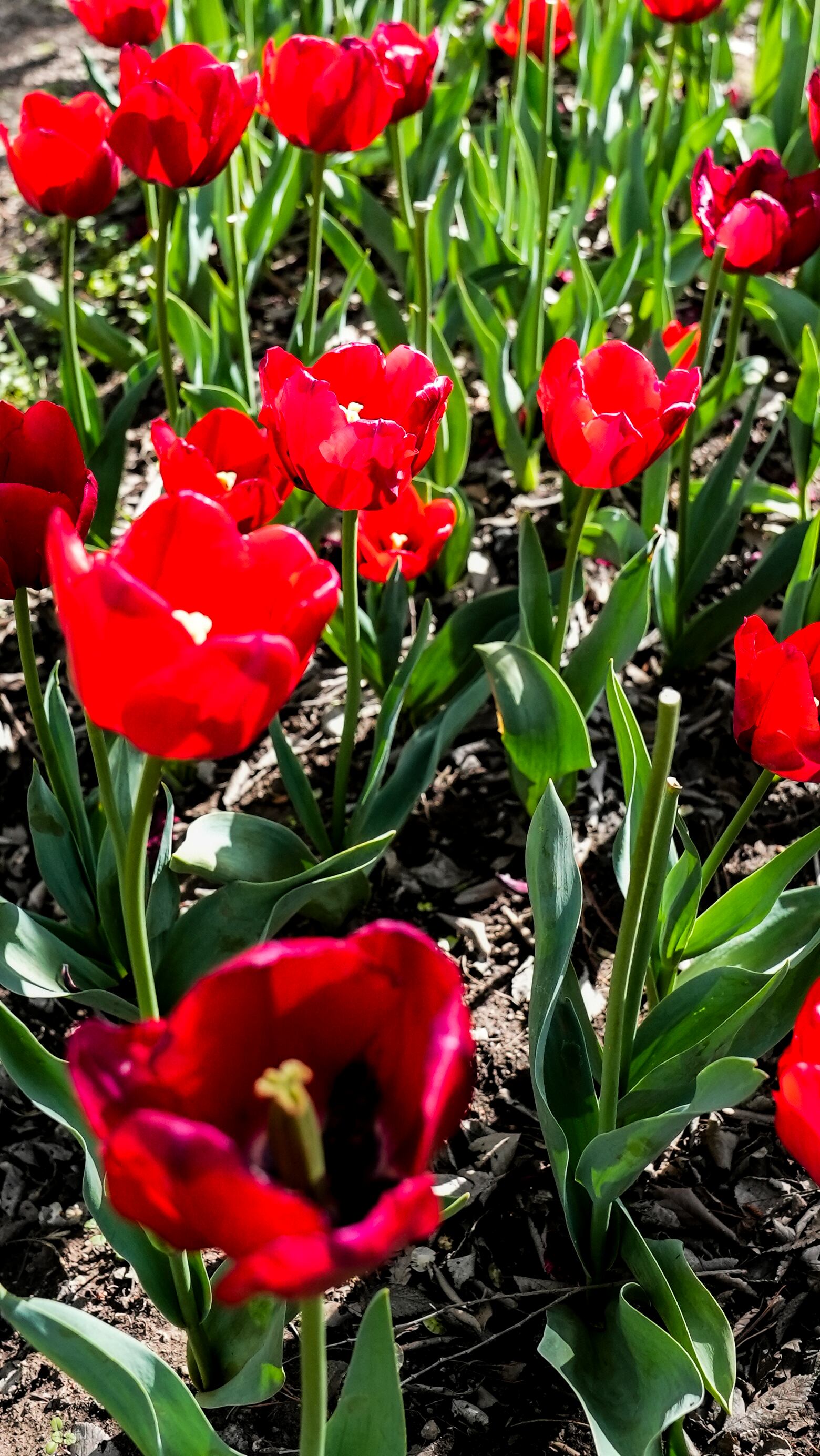 El jardín es igual al famoso campo de flores que está en Trevelin, al sur argentino. Foto: Lucio Casalla / El Doce.