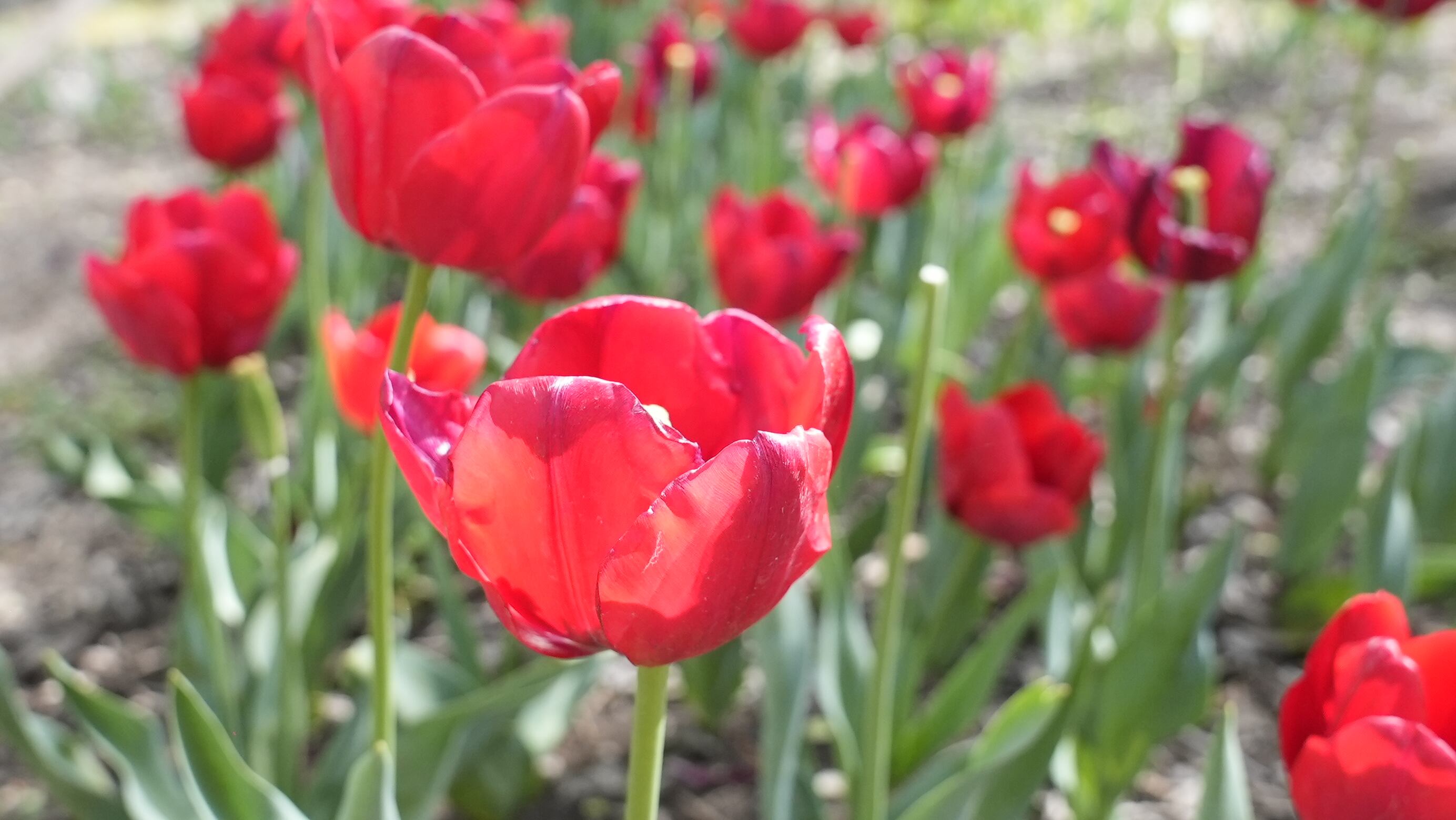 El jardín es igual al famoso campo de flores que está en Trevelin, al sur argentino. Foto: Lucio Casalla / El Doce.