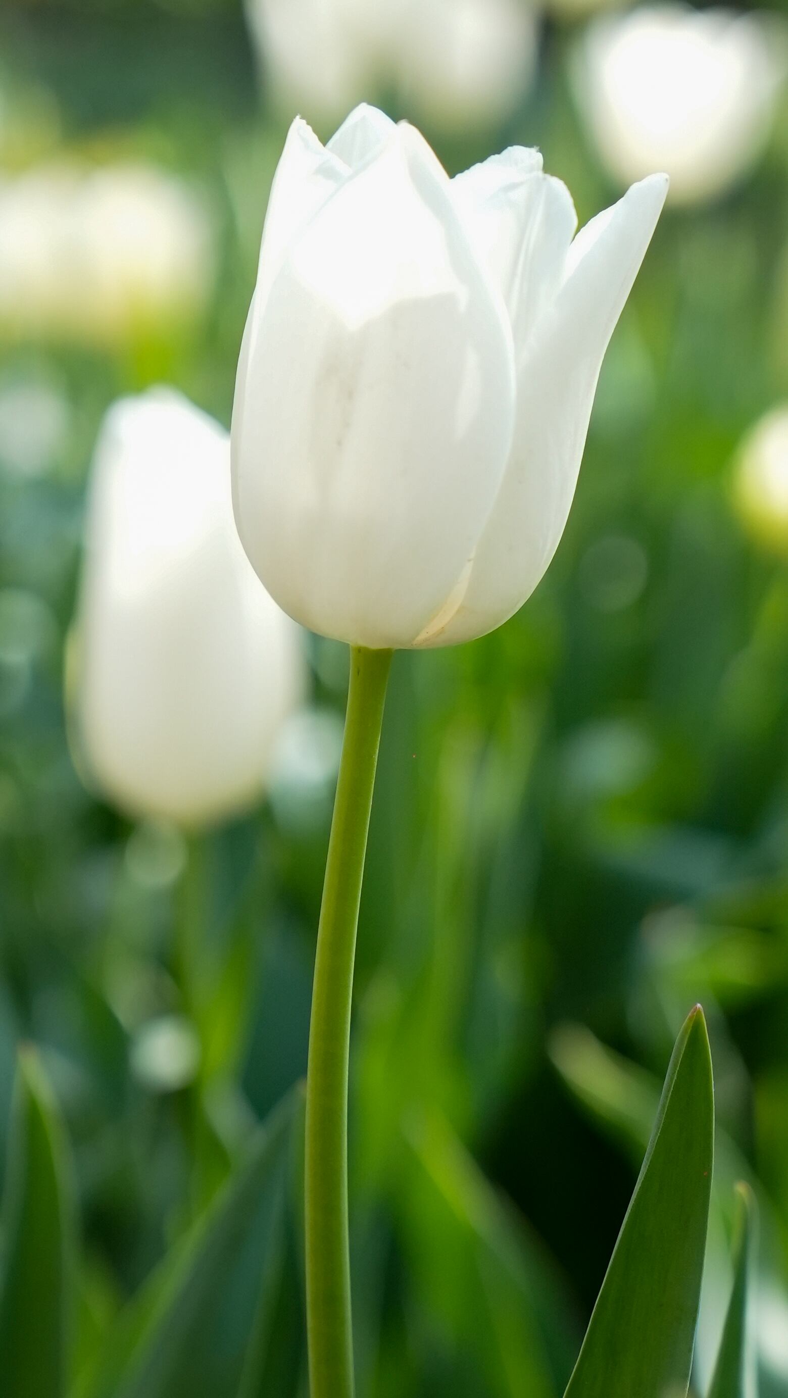 El jardín es igual al famoso campo de flores que está en Trevelin, al sur argentino. Foto: Lucio Casalla / El Doce.