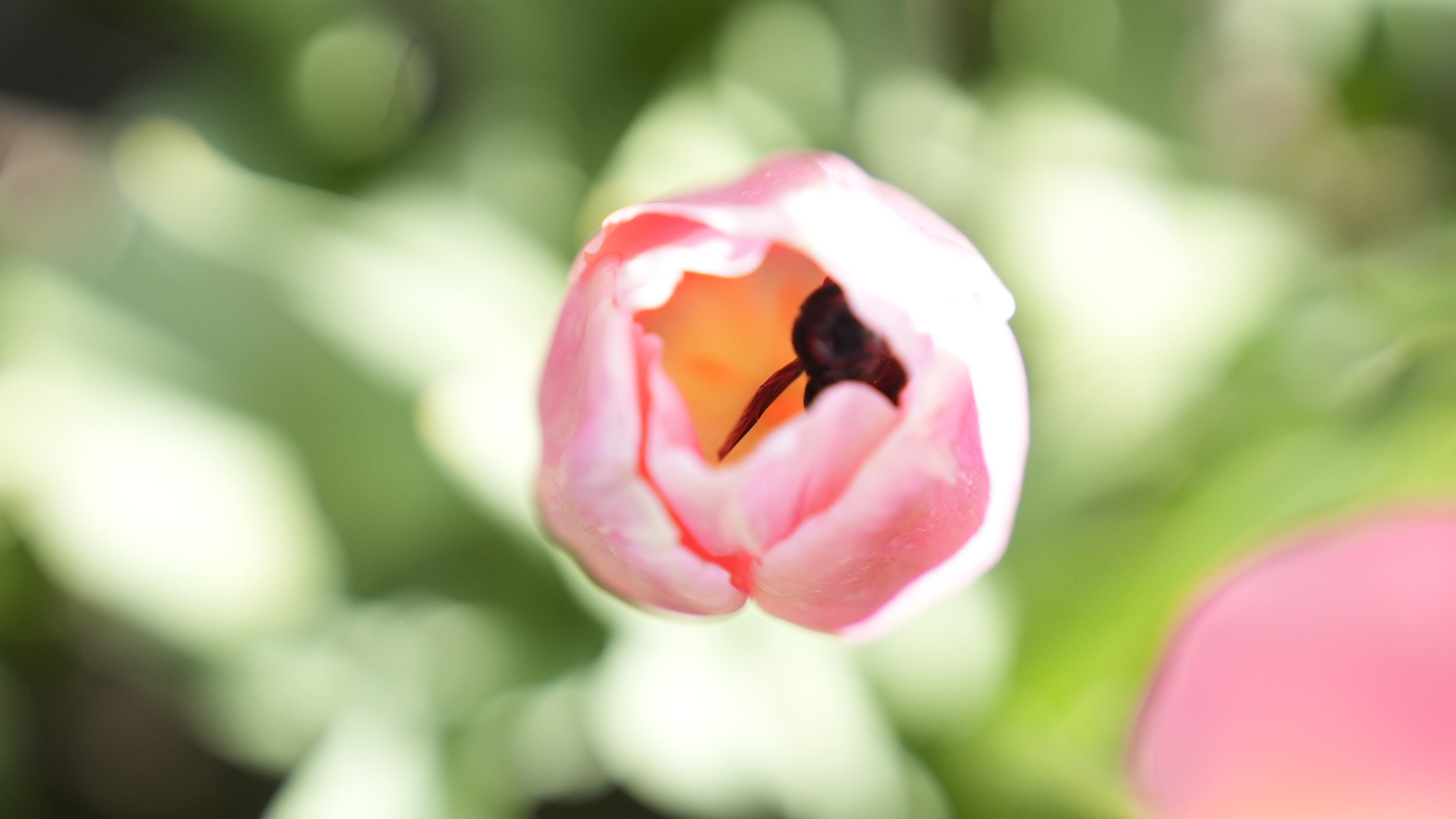 El jardín es igual al famoso campo de flores que está en Trevelin, al sur argentino. Foto: Lucio Casalla / El Doce.