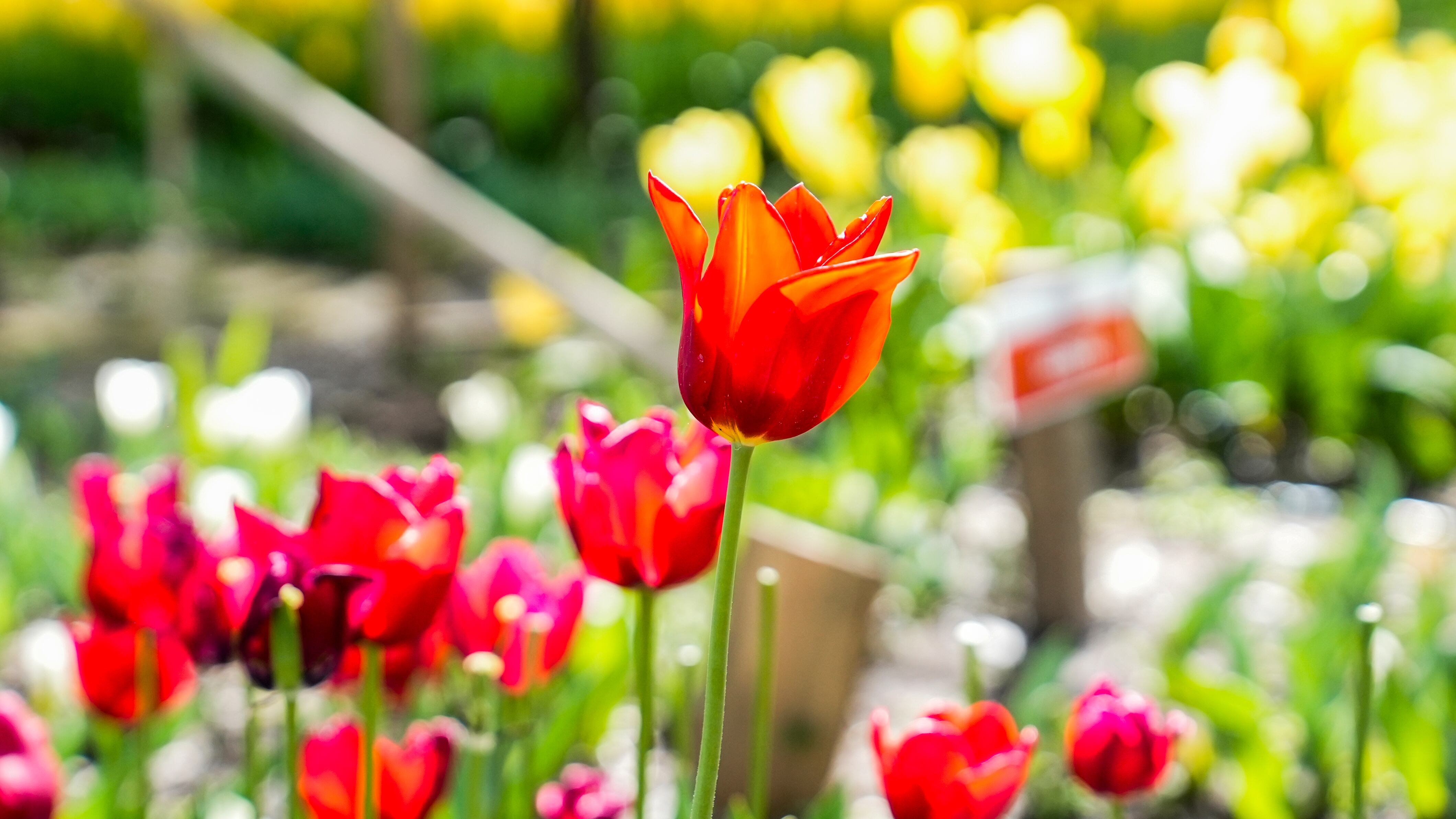 El jardín es igual al famoso campo de flores que está en Trevelin, al sur argentino. Foto: Lucio Casalla / El Doce.