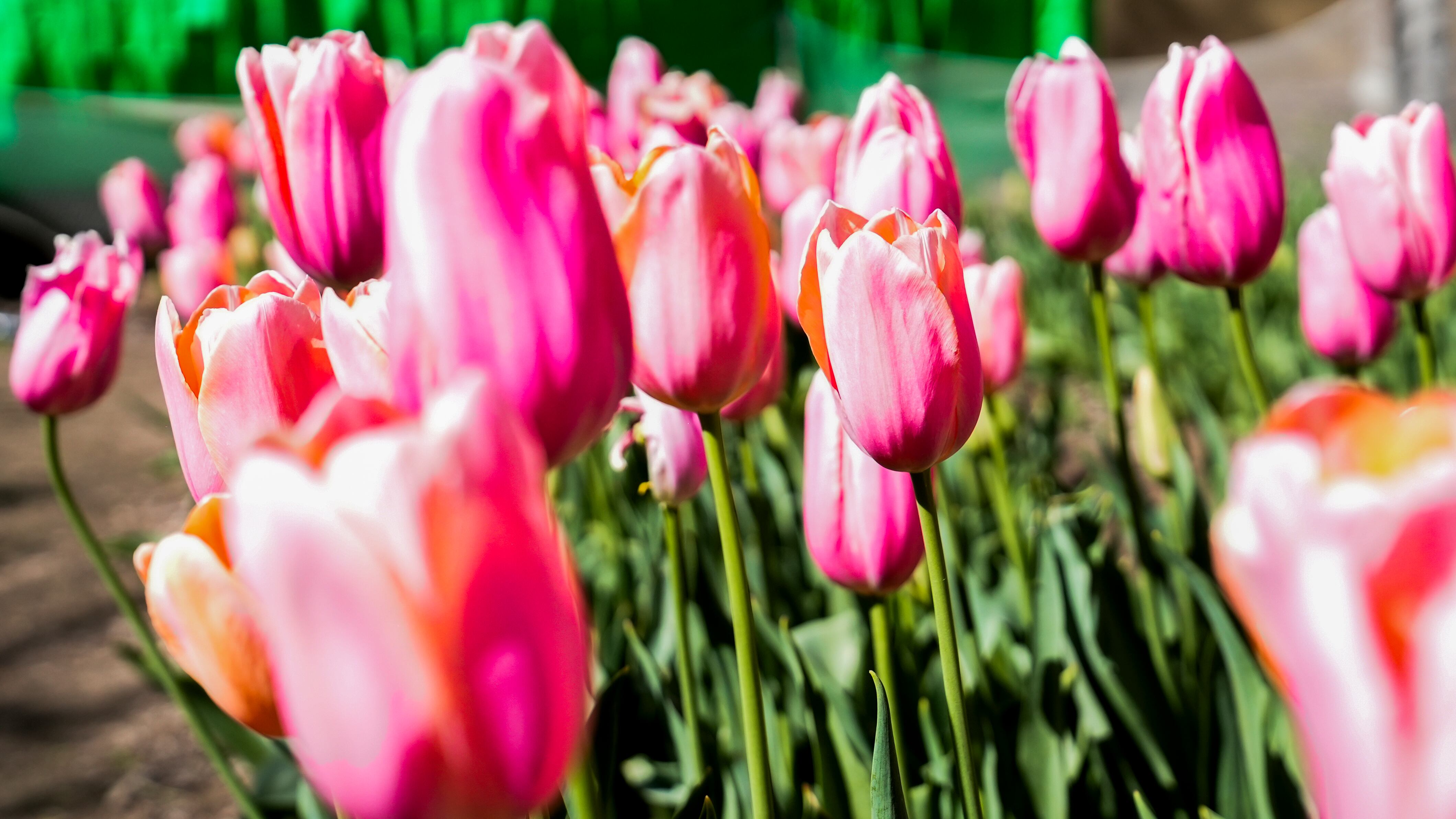 El jardín es igual al famoso campo de flores que está en Trevelin, al sur argentino. Foto: Lucio Casalla / El Doce.