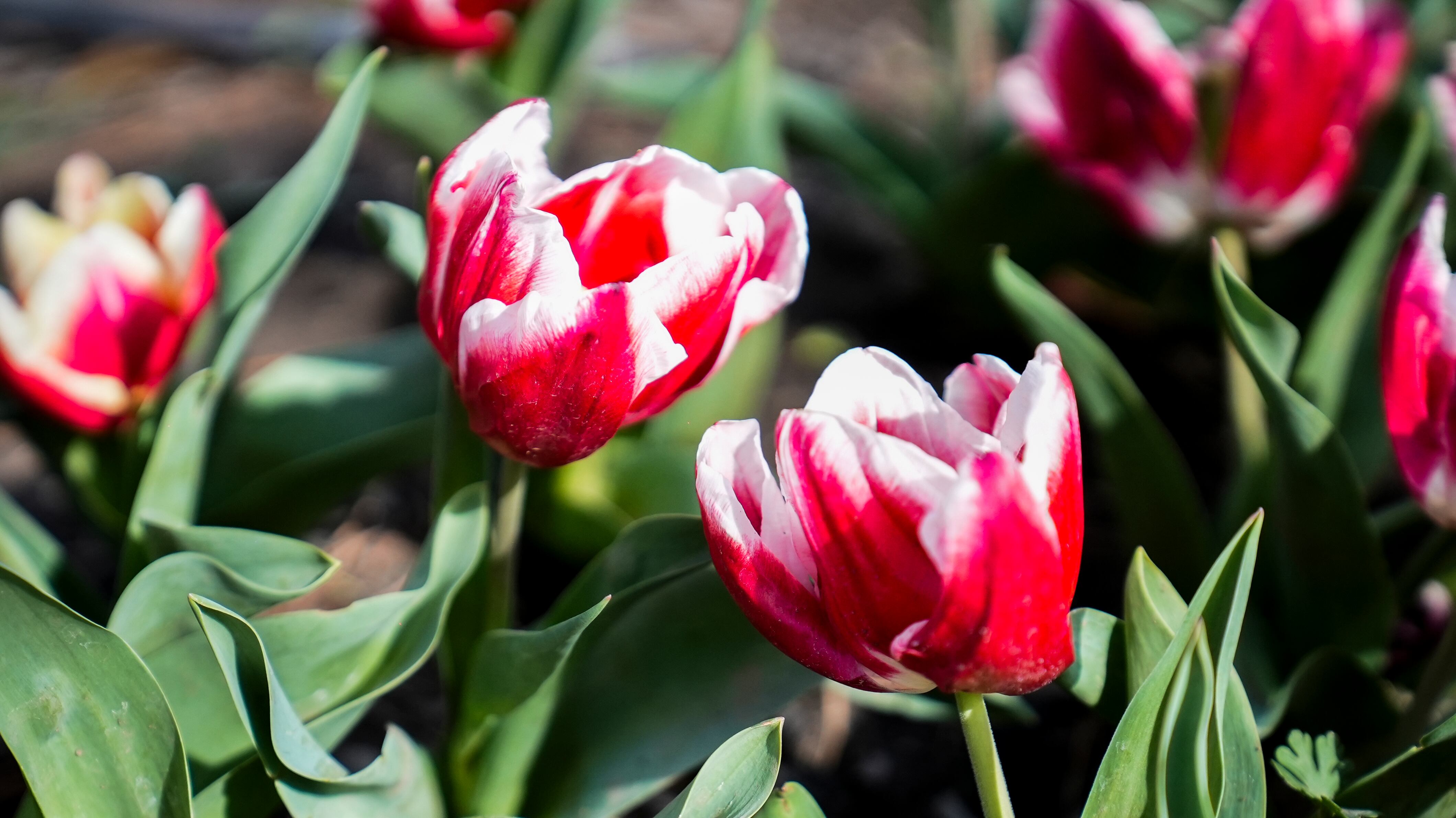 El jardín es igual al famoso campo de flores que está en Trevelin, al sur argentino. Foto: Lucio Casalla / El Doce.