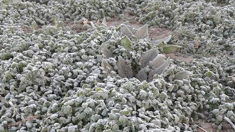 El jardín tapado por un manto blanco de escarcha en Villa del Rosario. Edelweiss Silvia Ferrari. 