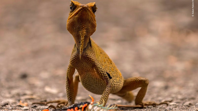 El lagarto cornudo Titiwangsa tras vencer a un ciempiés venenoso en Pahang, Malasia. 