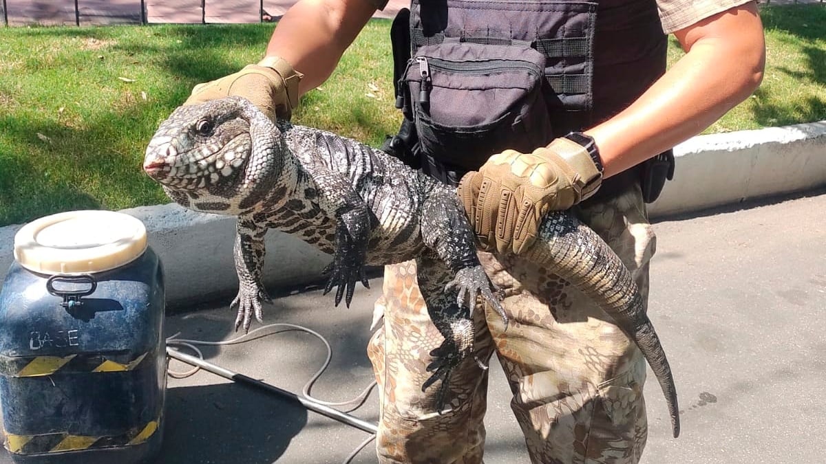 El lagarto overo apareció en pleno Parque Sarmiento. (Foto: Policía de Córdoba).