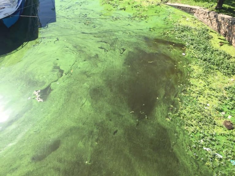 El lago San Roque volvió a teñirse de verde por la floración de las algas