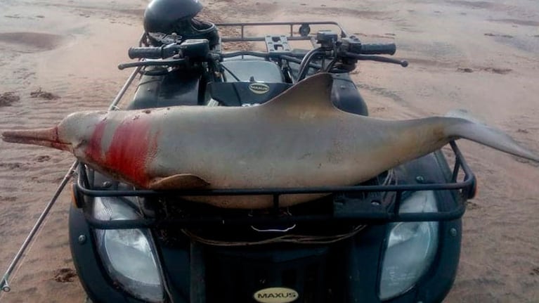 El lamentable hecho tuvo lugar en la costa argentina.