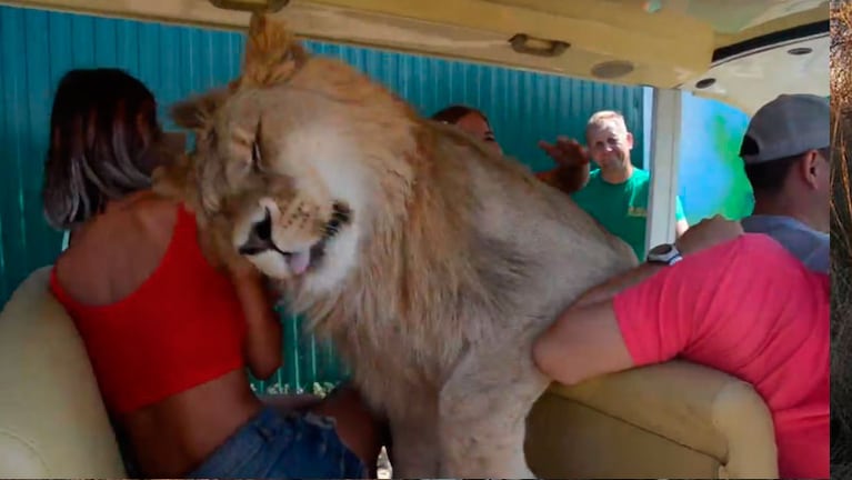 El león entrega su ternura a la sorprendida turista.