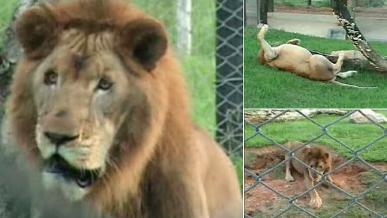 El león que tocó tierra después de 13 años (Foto schnauzi.com)