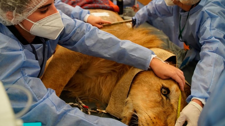 El león siendo intervenido por 30 veterinarios.