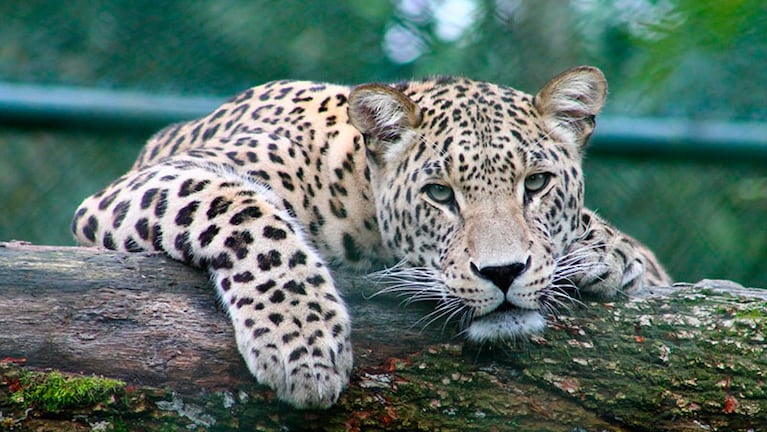 El leopardo es un mamífero cazador que se alimenta casi de cualquier animal de menor tamaño.