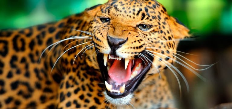 El leopardo es uno de los depredadores más importantes del mundo.