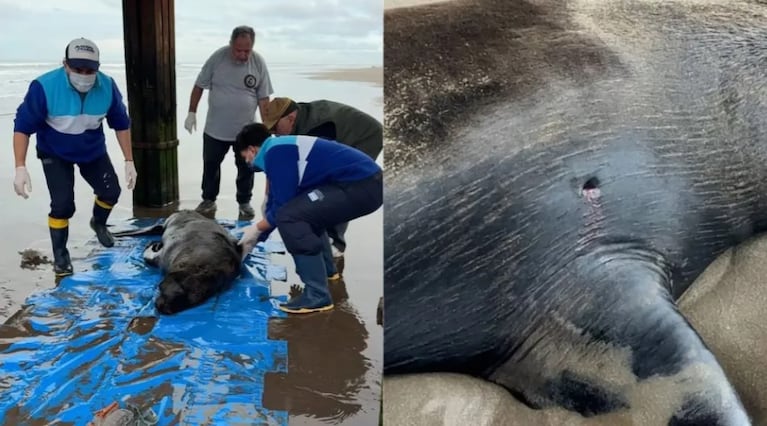 El lobo marino fue hallado muerto en la costa de Santa Teresita.