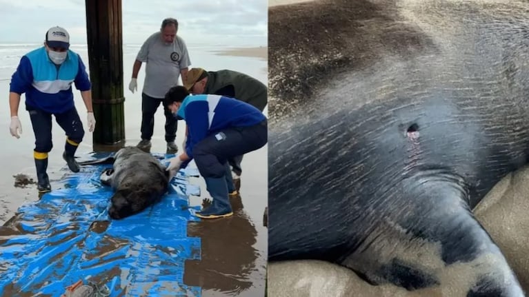 El lobo marino fue hallado muerto en la costa de Santa Teresita.