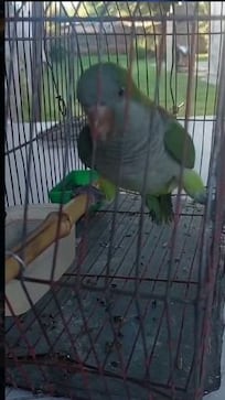 El loro que se enamoró de DesaKTa2 y sorprendió bailando “Mueve el poposao” de Fer Olmedo