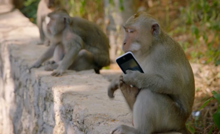 El macaco fue piadoso y le dio el dispositivo pero no se fue con las manos vacías. Imagen ilustrativa. 