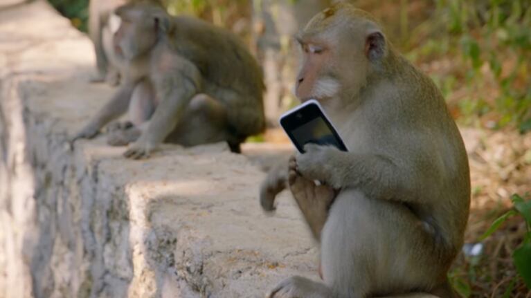 El macaco fue piadoso y le dio el dispositivo pero no se fue con las manos vacías. Imagen ilustrativa.