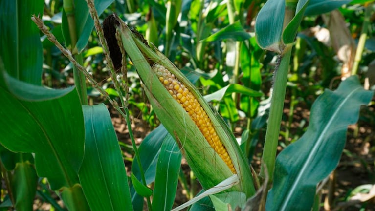 El maíz, una buena noticia para la economía argentina.
