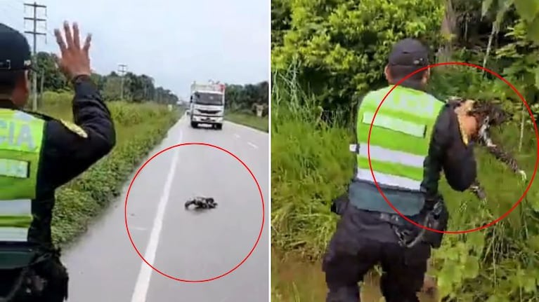 El mamífero ni reaccionó cuando uno de los agentes lo levantó.