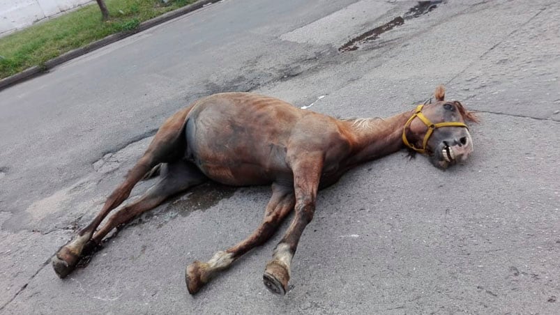 El mamífero también estaba en mal estado. 