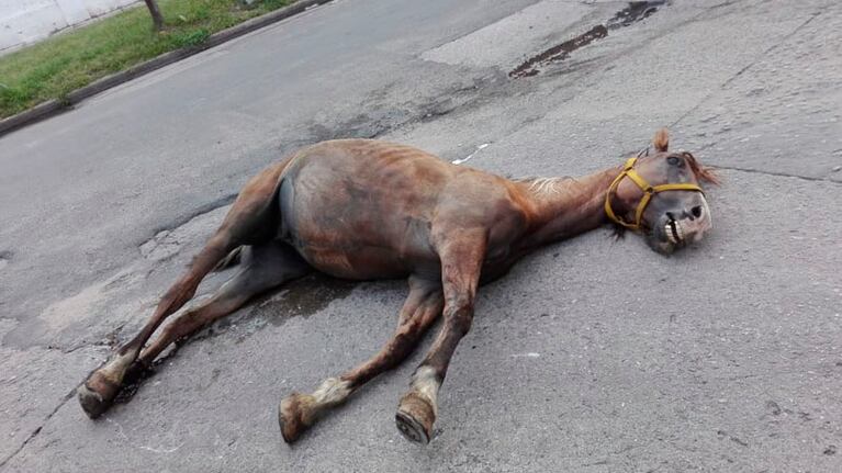 El mamífero también estaba en mal estado.