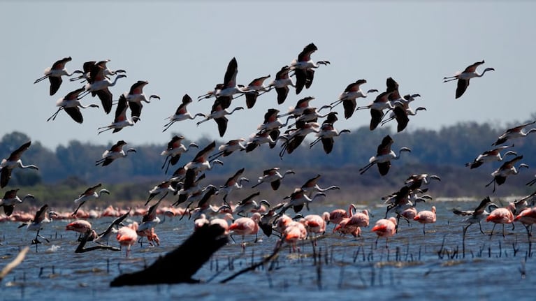 El mar cordobés, donde los flamencos son los protagonistas.