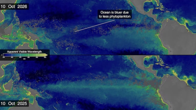 El mar se calienta, sube y cambia de color: las señales de El Niño “extremo” que detectó la NASA