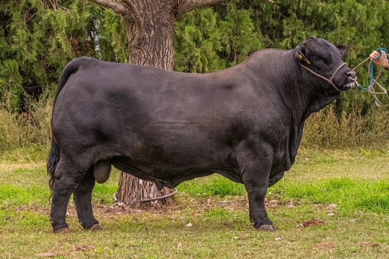 El mejor toro del mundo es cordobés: las tremendas fotos de “Morocho”