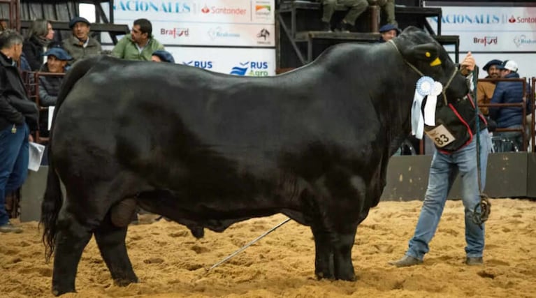 El mejor toro del mundo es cordobés: las tremendas fotos de “Morocho”
