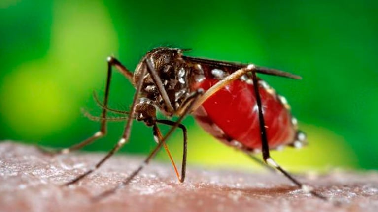 El mismo mosquito del dengue es el transmisor de las enfermedades.