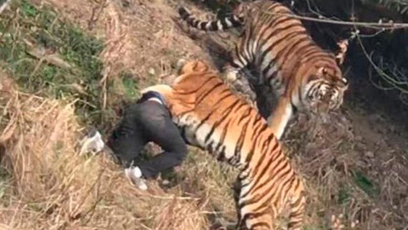 El momento del ataque de los tigres provocó espanto entre los visitantes.