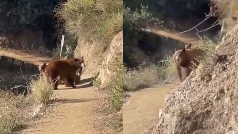 El momento del cruce con la osa y sus crías.