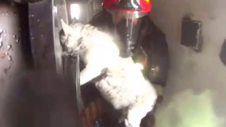 El momento en el que un bombero rescata al perro.