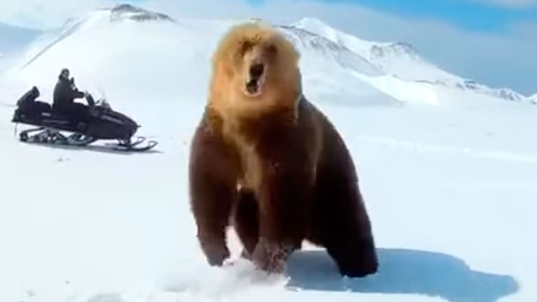 El momento en que el oso pardo reacciona ante la persecución de un intruso.