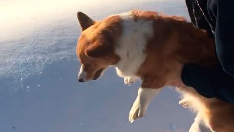 El momento en que el perro es arrojado a la nieve.
