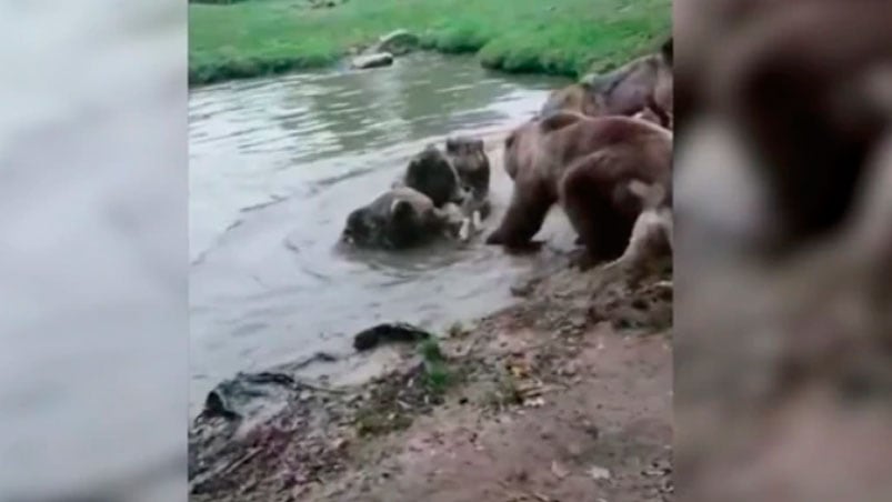 El momento en que la loba de dos años es devorada por osos.