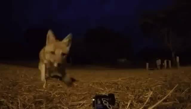 El momento justo del robo de la cámara.