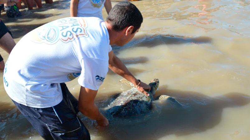 El momento más esperado: la tortuga sobrevivió y volvió al mar. / Foto: Fundación Mundo Marino